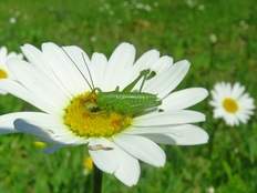 Heupferd-Larve auf Margerite