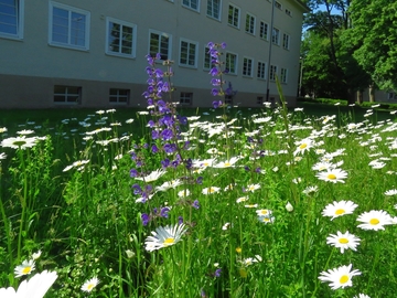 Blühfläche mit Salbei und Margeriten