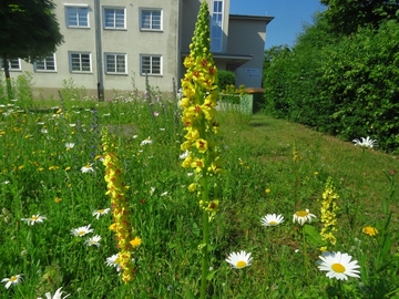 Blühfläche mit Schwarzer Königskerze